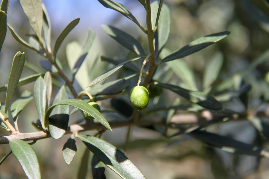 olive, green, olivier