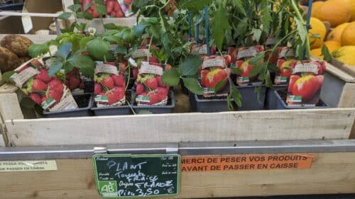 Plant de fraise et Tomate